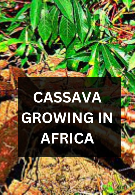 Cassava growing in Africa